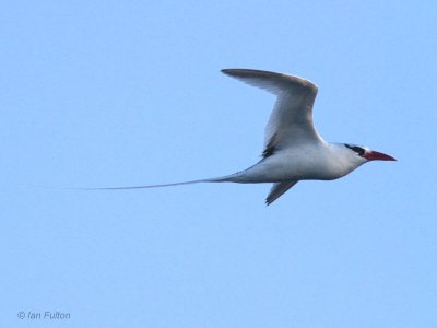 Red-billed Tropicbird, Champion Islet, Galapagos