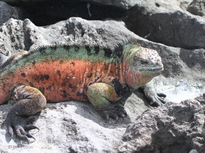 Marine Iguana, Floreana, Galapagos