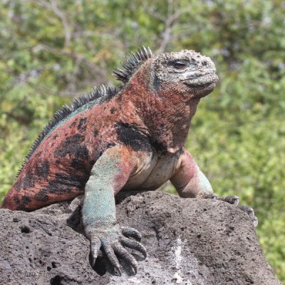 Marine Iguana, Floreana, Galapagos