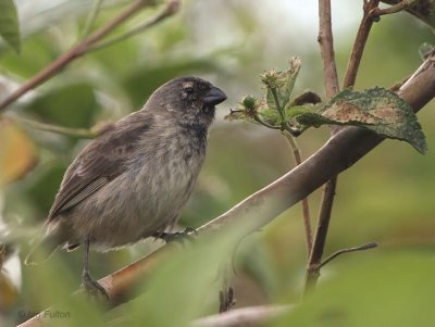 Medium Tree-Finch, Floreana, Galapagos