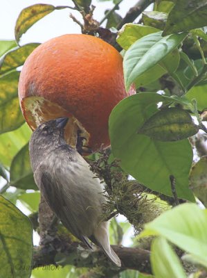 Medium Tree-Finch, Floreana, Galapagos