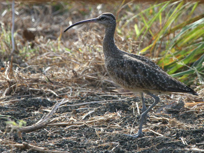 Whimbrel, Floreana, Galapagos