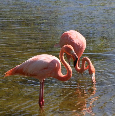 American Flamingo, Punta Moreno-Isabela, Galapagos