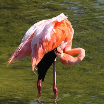 American Flamingo, Punta Moreno-Isabela, Galapagos