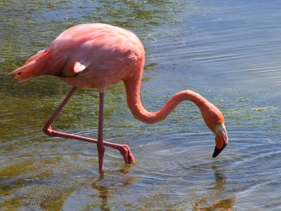 American Flamingo, Punta Moreno-Isabela, Galapagos