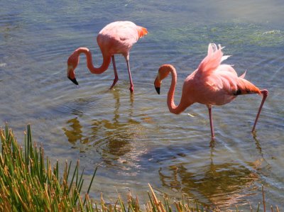 American Flamingo, Punta Moreno-Isabela, Galapagos