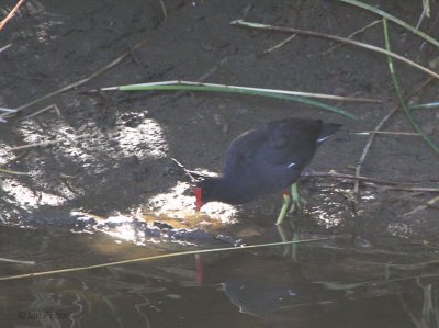 Moorhen, Punta Moreno-Isabela, Galapagos