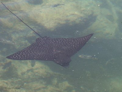 Eagle Ray, Punta Moreno-Isabela, Galapagos