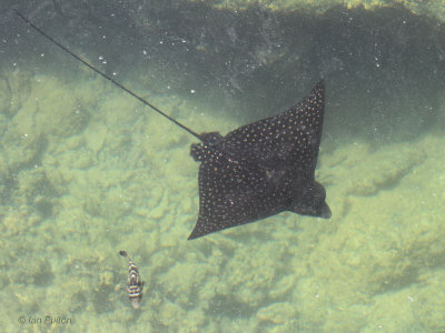 Eagle Ray, Punta Moreno-Isabela, Galapagos