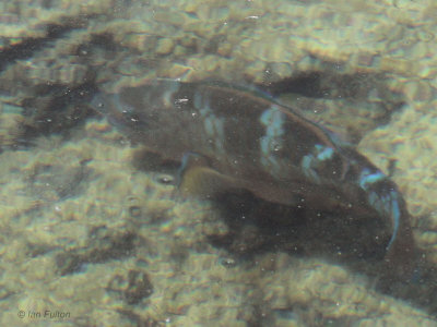 A fish sp, Punta Moreno-Isabela, Galapagos