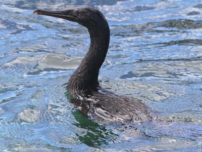Flightless Cormorant, Punta Moreno-Isabela, Galapagos