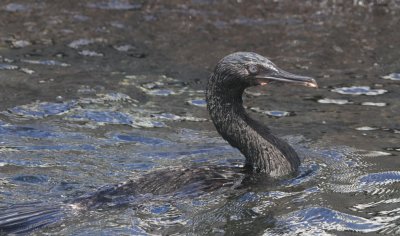 Flightless Cormorant, Punta Moreno-Isabela, Galapagos