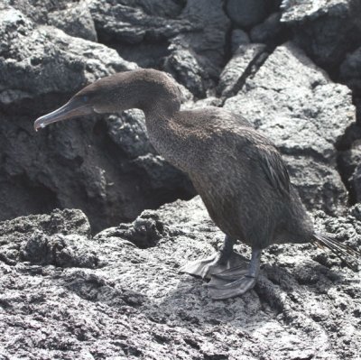 Flightless Cormorant, Punta Moreno-Isabela, Galapagos