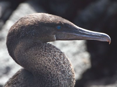 Flightless Cormorant, Punta Moreno-Isabela, Galapagos