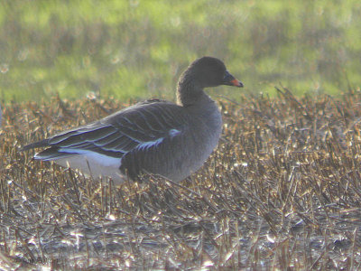 Tundra Bean Goose, near Houston, Clyde