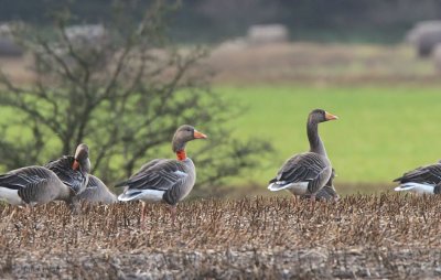 Greylag Goose, near Houston, Clyde