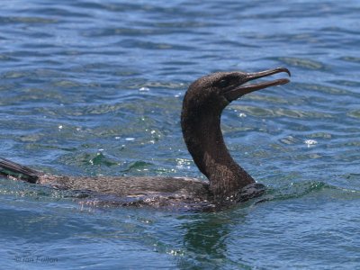 Flightless Cormorant, Punta Moreno-Isabela, Galapagos