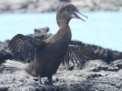 Flightless Cormorant, Punta Moreno-Isabela, Galapagos