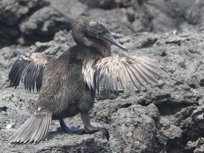 Flightless Cormorant, Punta Moreno-Isabela, Galapagos
