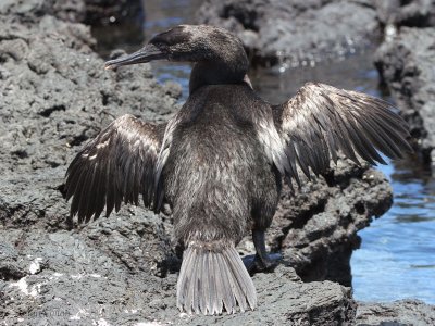 Flightless Cormorant, Punta Moreno-Isabela, Galapagos