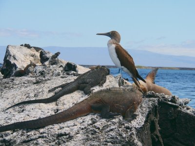 Marine Iguana, Galapagos Sea Lion & Blue-footed Booby, Punta Moreno-Isabela, Galapagos