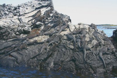 Marine Iguana-lots of them, Punta Moreno-Isabela, Galapagos
