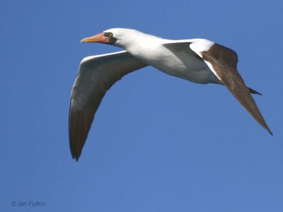 Nazca Booby, Punta Moreno-Isabela, Galapagos