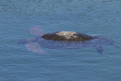 Pacific Green Turtle, Punta Moreno-Isabela, Galapagos