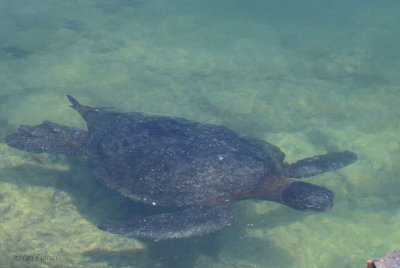 Pacific Green Turtle, Punta Moreno-Isabela, Galapagos