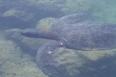 Pacific Green Turtle, Punta Moreno-Isabela, Galapagos