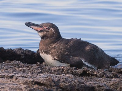 Galapagos Penguin, Punta Moreno-Isabela, Galapagos