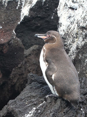 Galapagos Penguin, Punta Moreno-Isabela, Galapagos