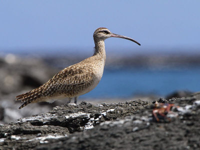 Whimbrel, Punta Moreno-Isabela, Galapagos