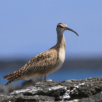 Whimbrel, Punta Moreno-Isabela, Galapagos