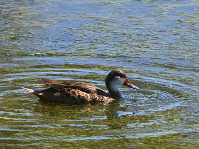 White-cheeked Pintail, Punta Moreno-Isabela, Galapagos