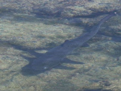 White-tipped Reef Shark, Punta Moreno-Isabela, Galapagos
