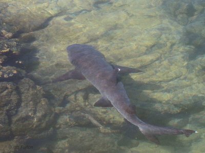 White-tipped Reef Shark, Punta Moreno-Isabela, Galapagos
