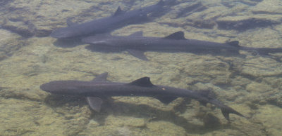 White-tipped Reef Shark, Punta Moreno-Isabela, Galapagos