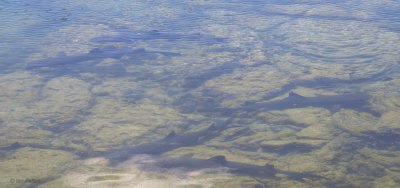 White-tipped Reef Shark, Punta Moreno-Isabela, Galapagos