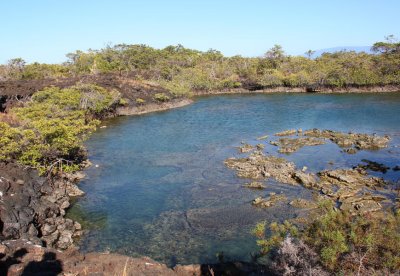 The tidal lagoon on the edge of the lava field, Punta Moreno-Isabela, Galapagos