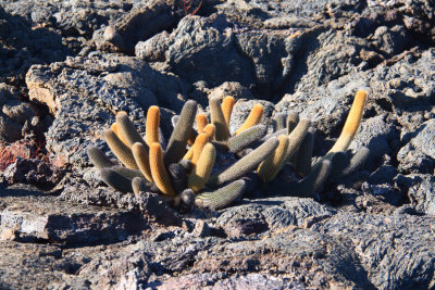 Lava Cactus, Punta Moreno-Isabela, Galapagos