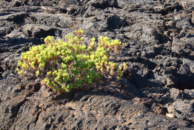 Plants find somewhere to grow in the lava field, Punta Moreno-Isabela, Galapagos