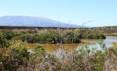 One of the lava collapse lagoons, Punta Moreno-Isabela, Galapagos