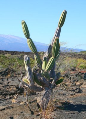 Cactus in the lava field below the Volcan Sierra Negro, Punta Moreno-Isabela, Galapagos