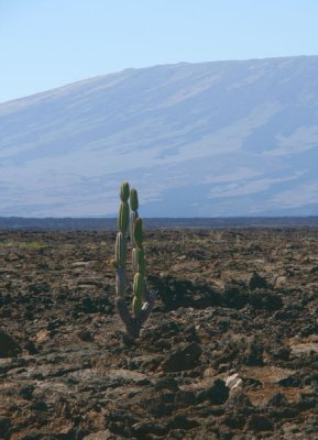 Cactus in the lava field below the Volcan Sierra Negro, Punta Moreno-Isabela, Galapagos