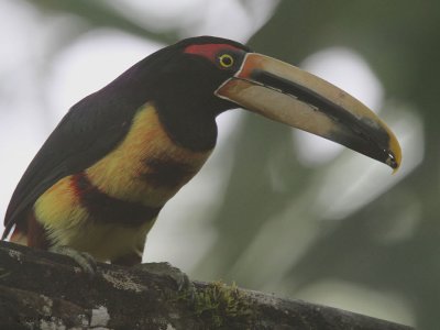 Pale-mandibled (or Collared) Aracari, Los Bancos, Ecuador