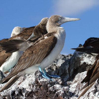 Blue-footed Booby, Bahia Elizabeth-Isabela, Galapagos