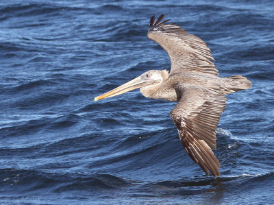 Brown Pelican, Bahia Elizabeth-Isabela, Galapagos