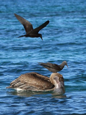 Brown Pelican & Common Noddy, Bahia Elizabeth-Isabela, Galapagos