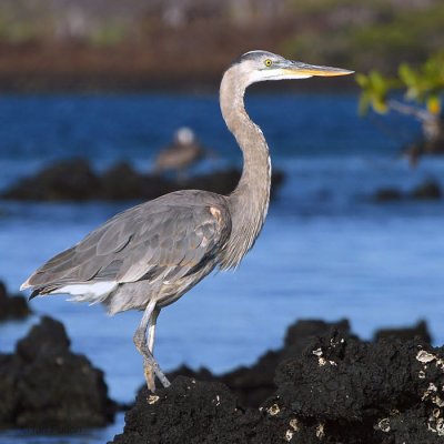 Great Blue Heron, Bahia Elizabeth-Isabela, Galapagos